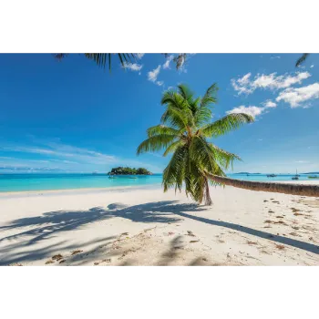 Natural Coconut Plant